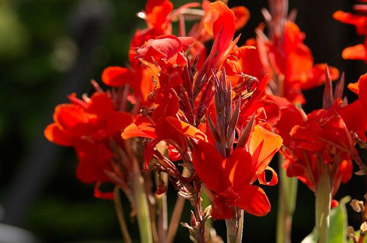 Canna generalis