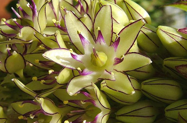 Eucomis bicolor