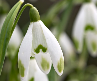 Galanthus nivalis