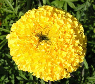 Tagetes erecta Fantastic