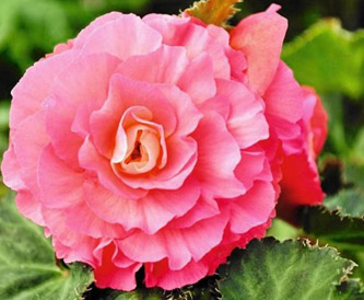 begonia bulwiasta