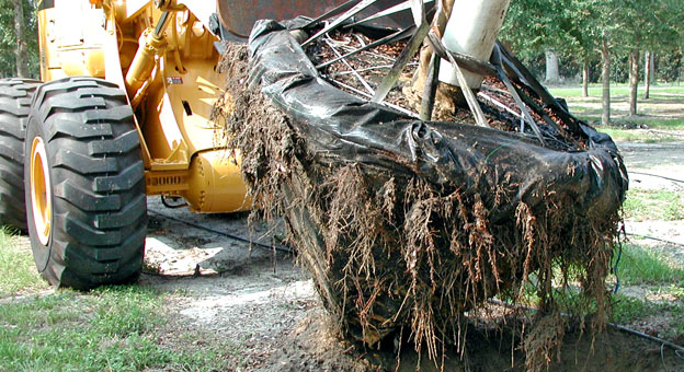 caring-for-a-large-tree